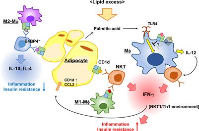 Contribution of NKT cells and CD1d-expressing cells in obesity-associated adipose tissue inflammation